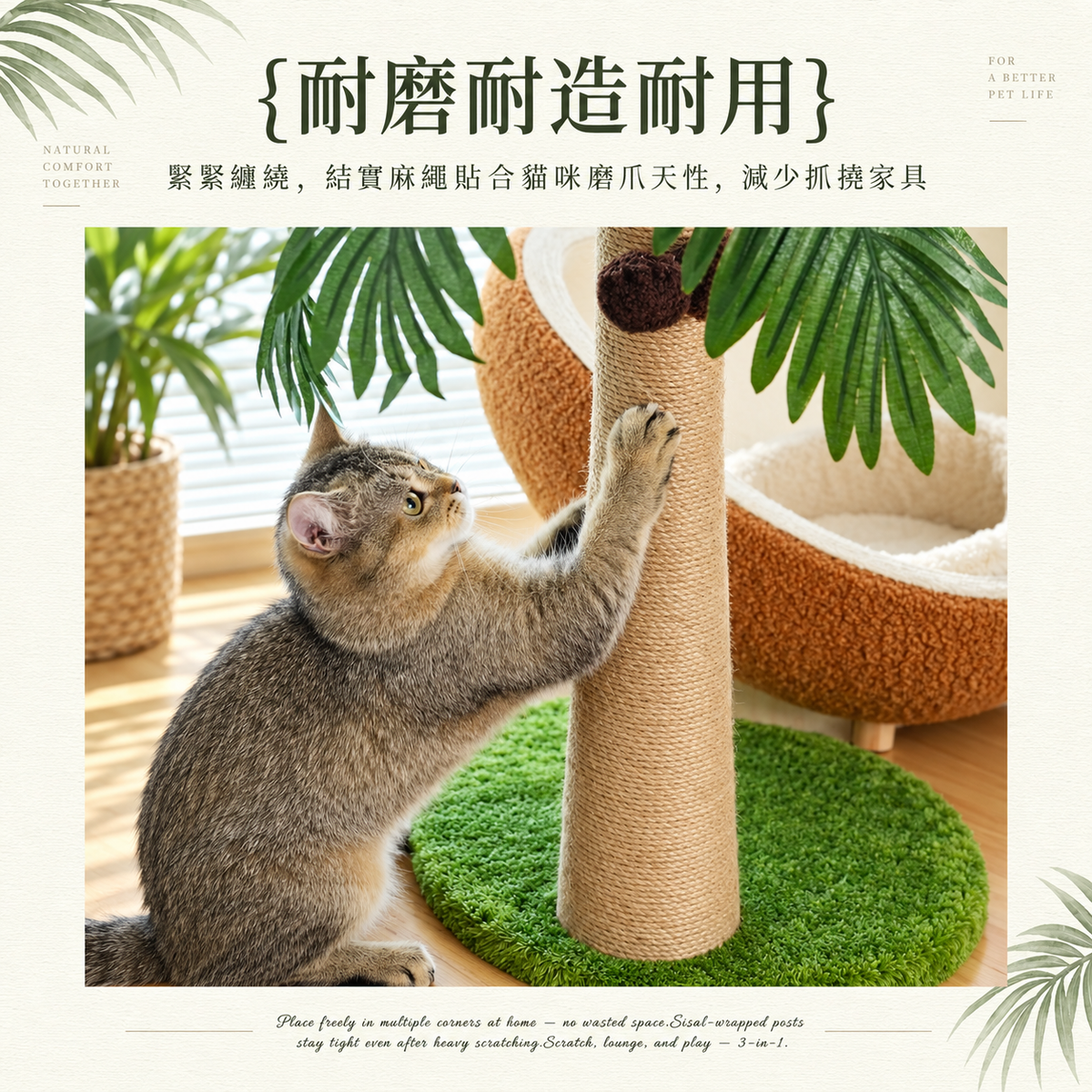 陽光椰果貓樹