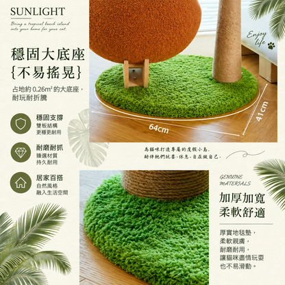陽光椰果貓樹
